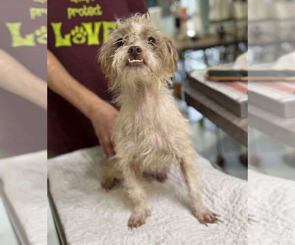 Medium Photo #1 Shih Apso Puppy For Sale in Benton, LA, USA