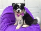 Small Photo #1 Maltese-Siberian Husky Mix Puppy For Sale in EPHRATA, PA, USA