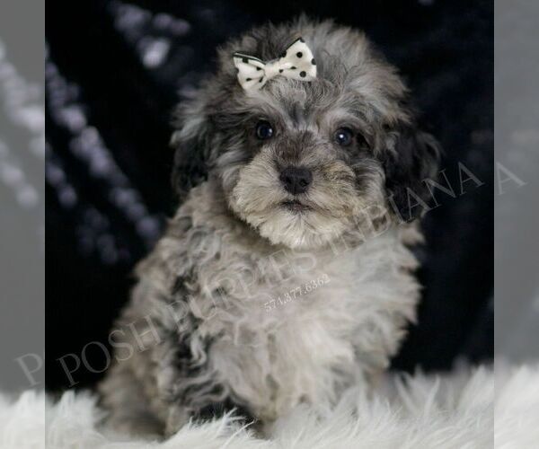 Medium Photo #1 Poodle (Toy) Puppy For Sale in WARSAW, IN, USA