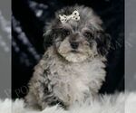 Small Poodle (Toy)