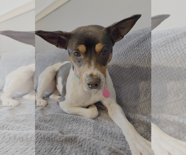 Medium Photo #2 Rat Terrier-Unknown Mix Puppy For Sale in Bellevue, WA, USA