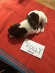 Small Photo #2 German Shorthaired Pointer Puppy For Sale in CINCINNATI, OH, USA