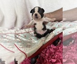 Small #5 Boston Terrier