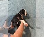 Small #2 Great Dane