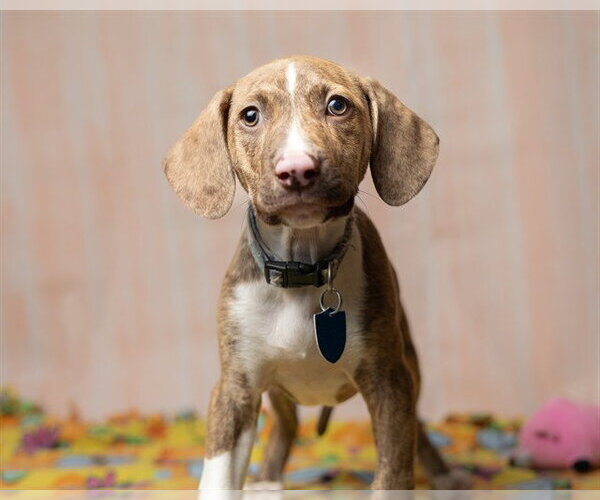 Medium Photo #2 Black Mouth Cur-Bulldog Mix Puppy For Sale in Ames, IA, USA