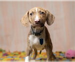 Small #1 Black Mouth Cur-Bulldog Mix
