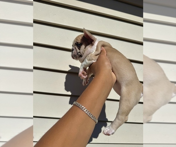 Medium Photo #11 French Bulldog Puppy For Sale in BROOKLYN, NY, USA