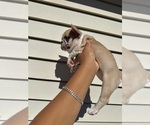 Small #10 French Bulldog