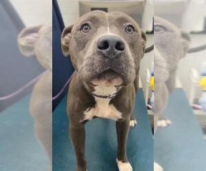 Staffordshire Bull Terrier-Unknown Mix Dogs for adoption in Mobile, AL, USA