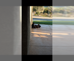 Small Photo #8 Doberman Pinscher Puppy For Sale in PASO ROBLES, CA, USA