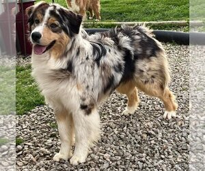 Father of the Australian Shepherd puppies born on 10/13/2025