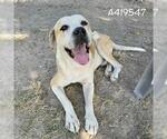 Small Mastiff Mix
