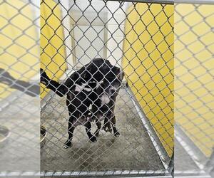 American Pit Bull Terrier Dogs for adoption in Temple, TX, USA