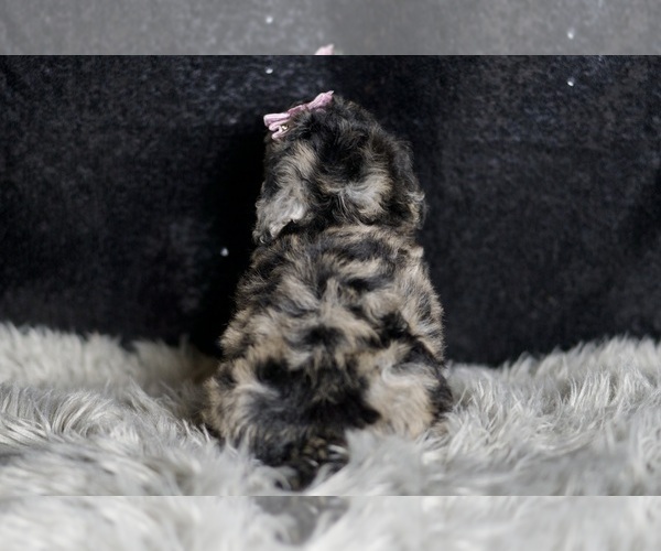 Medium Photo #56 Maltipoo Puppy For Sale in WARSAW, IN, USA