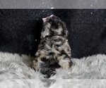Small #6 Maltipoo
