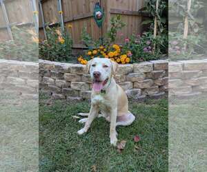 Medium Labrador Retriever Mix