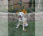 Small Labrador Retriever Mix