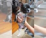 Small Photo #1 French Bulldog Puppy For Sale in PANAMA CITY BEACH, FL, USA