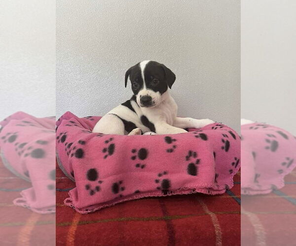Medium Photo #4 Bogle Puppy For Sale in Osgood, IN, USA
