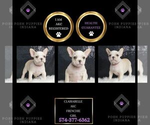 French Bulldog Puppy for sale in WARSAW, IN, USA