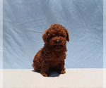 Small #5 Poodle (Toy)