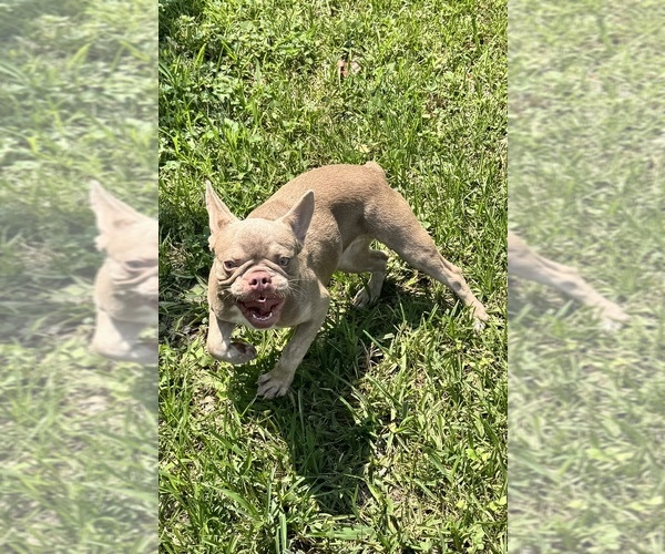 Medium Photo #2 French Bulldog Puppy For Sale in SAINT JOHNS, FL, USA
