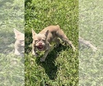Small Photo #2 French Bulldog Puppy For Sale in SAINT JOHNS, FL, USA