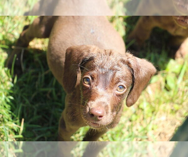 Medium Photo #5 Doxle Puppy For Sale in Aurora, IN, USA