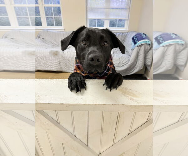 Medium Photo #3 Mutt Puppy For Sale in Rockaway, NJ, USA