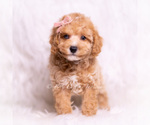 Small Photo #76 Poodle (Miniature) Puppy For Sale in WARSAW, IN, USA