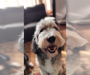 Father of the Bernedoodle puppies born on 04/09/2026