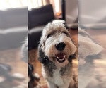 Small Photo #1 Bernedoodle Puppy For Sale in RAVENSWOOD, WV, USA