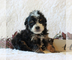 Small Photo #4 Bernedoodle-Poodle (Miniature) Mix Puppy For Sale in NARVON, PA, USA