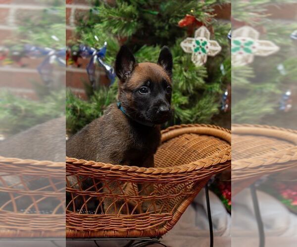 Medium Photo #2 Belgian Malinois Puppy For Sale in CONYERS, GA, USA