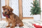 Small Photo #4 Poodle (Toy)-Yorkshire Terrier Mix Puppy For Sale in NAPLES, FL, USA