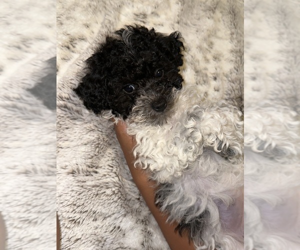 Full screen Photo #2 Maltipoo Puppy For Sale in RICHMOND, CA, USA