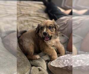 Collie-Unknown Mix Dogs for adoption in New York, NY, USA