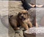 Small Collie Mix