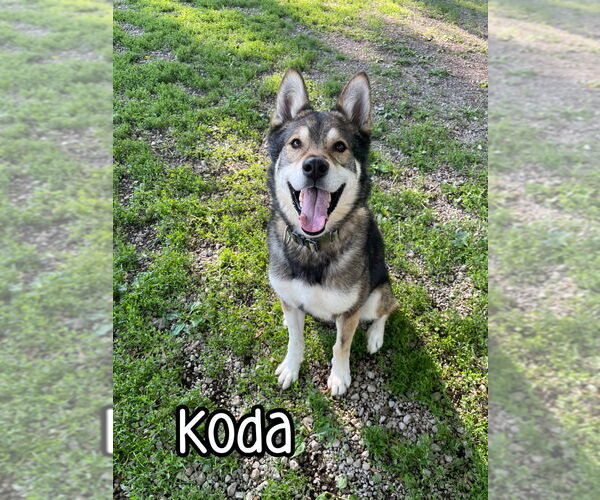 Medium Photo #2 Alaskan Malamute-German Shepherd Dog Mix Puppy For Sale in Port Clinton, OH, USA