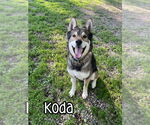 Small #1 Alaskan Malamute-German Shepherd Dog Mix