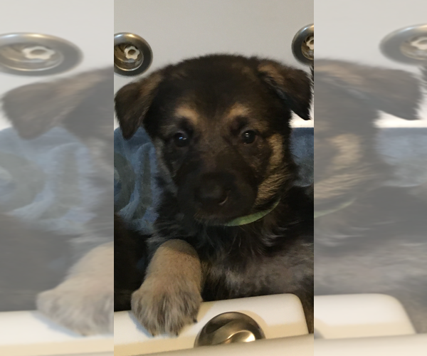 Medium Photo #4 German Shepherd Dog Puppy For Sale in PALMETTO BAY, FL, USA