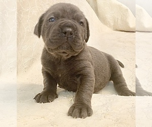 Cane Corso Puppy for sale in PORTER RANCH, CA, USA