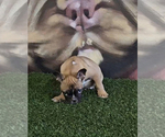 Small Photo #13 French Bulldog Puppy For Sale in ANAHEIM, CA, USA