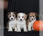 Small Photo #2 Cavachon Puppy For Sale in NARVON, PA, USA