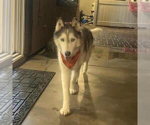 Siberian Husky-Unknown Mix Dogs for adoption in Las Vegas, NV, USA