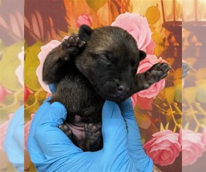 German Shepherd Dog-Unknown Mix Dogs for adoption in San Bernardino, CA, USA