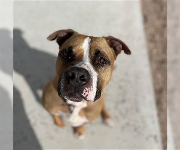 Medium Photo #3 American Staffordshire Terrier-Unknown Mix Puppy For Sale in Fort Collins, CO, USA