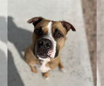 Small #2 American Staffordshire Terrier Mix