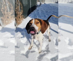 Mallard - Male Treeing Walker Coonhound Dog for Adoption - Photo #2