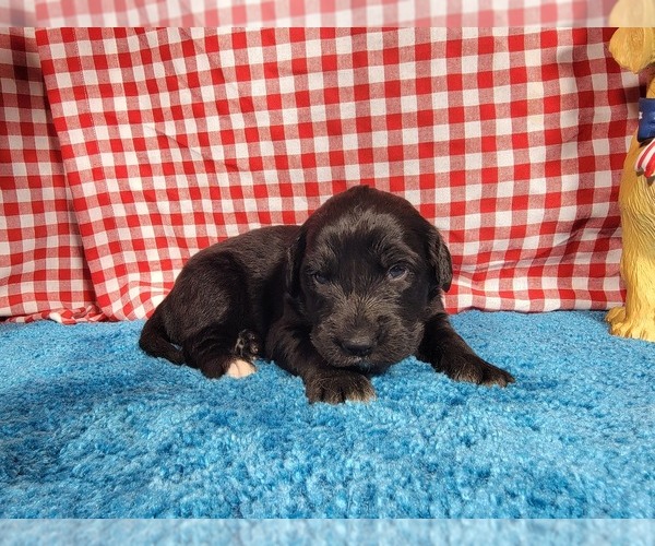 Medium Photo #79 Golden Mountain Dog Puppy For Sale in BLACK FOREST, CO, USA